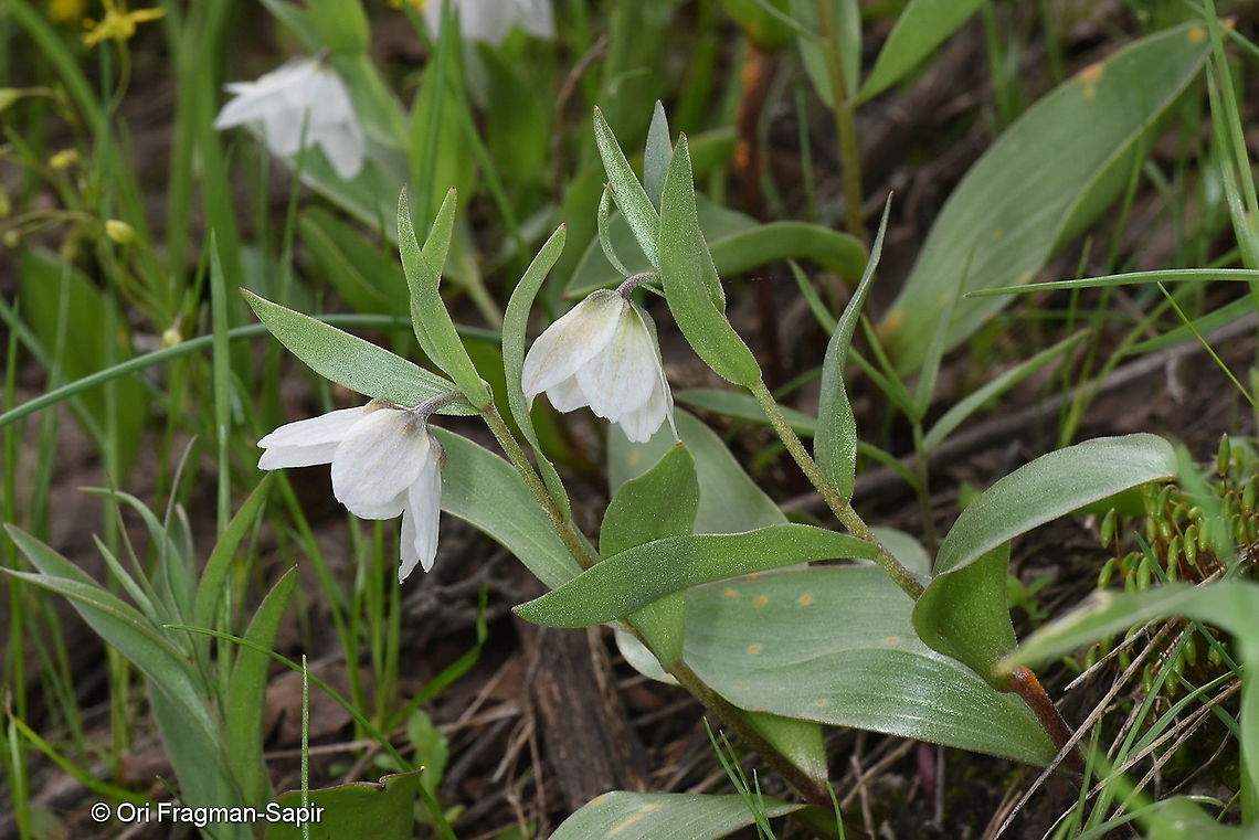 Fritillaria bucharica Tajikistan, Anzob Pass Fritillaria bucharica,Geotagged,Spring,Tajikistan