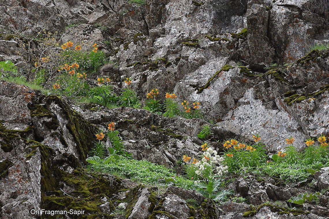 Fritillaria eduadii Tajikistan - Anzob Pass - Varzob Gorge Fritillaria eduardii,Geotagged,Spring,Tajikistan