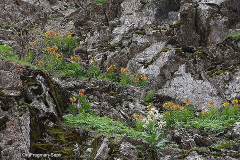 Fritillaria eduadii Tajikistan - Anzob Pass - Varzob Gorge Fritillaria eduardii,Geotagged,Spring,Tajikistan