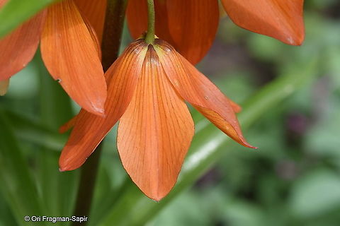 Fritillaria eduadii Tajikistan, Varzob Gorge Fritillaria eduardii,Geotagged,Spring,Tajikistan
