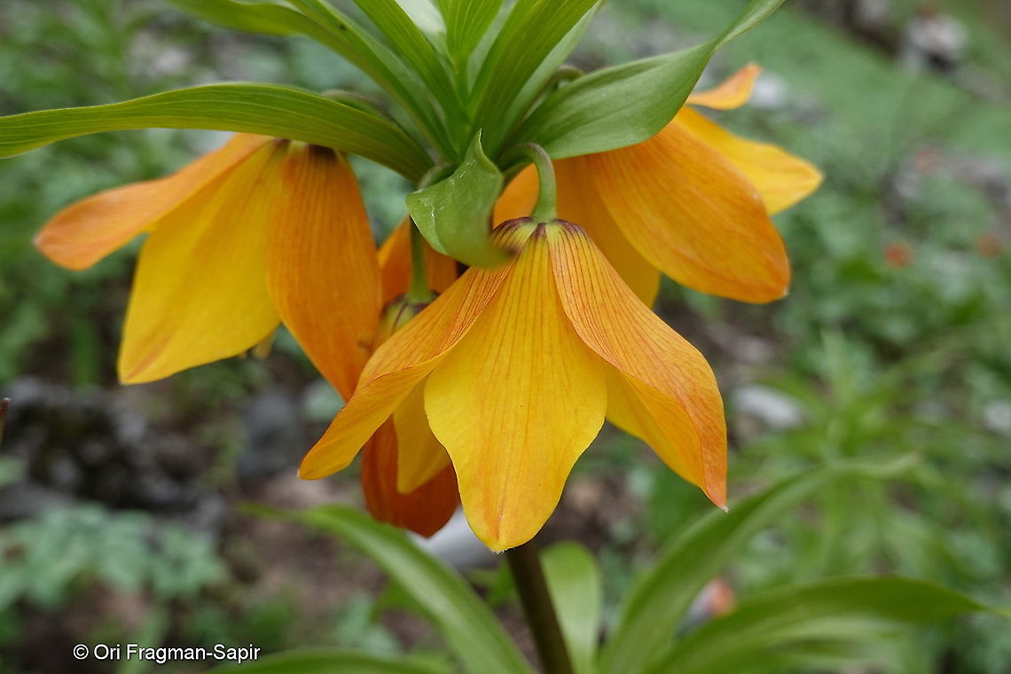 Fritillaria eduadii Tajikiatan, Anzob Pass - Varzob Gorge Fritillaria eduardii,Geotagged,Spring,Tajikistan