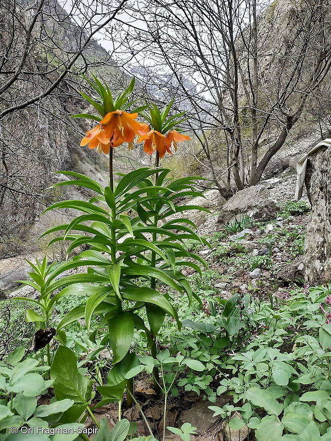 Fritillaria eduadii  Fritillaria eduardii,Geotagged,Spring,Tajikistan