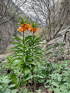 Fritillaria eduadii  Fritillaria eduardii,Geotagged,Spring,Tajikistan