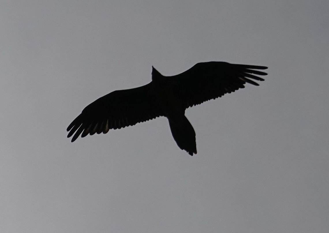 Gypaetus barbatus Tajikistan, Nurek Bearded Vulture,Geotagged,Gypaetus barbatus,Spring,Tajikistan
