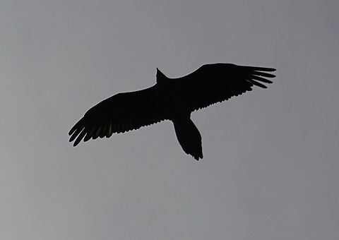 Gypaetus barbatus Tajikistan, Nurek Bearded Vulture,Geotagged,Gypaetus barbatus,Spring,Tajikistan