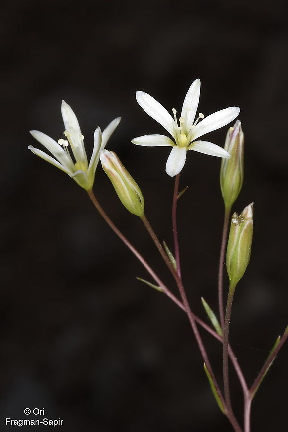 Gagea delicatula Tajikiatan, Romit Gagea delicatula,Geotagged,Spring,Tajikistan