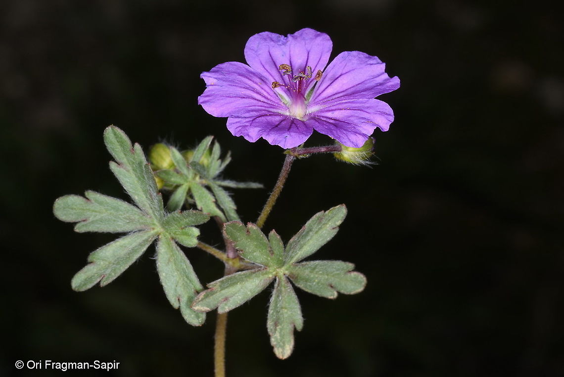 Geranium transversale Tajikistan, Anzob Pass Geotagged,Geranium transversale,Spring,Tajikistan