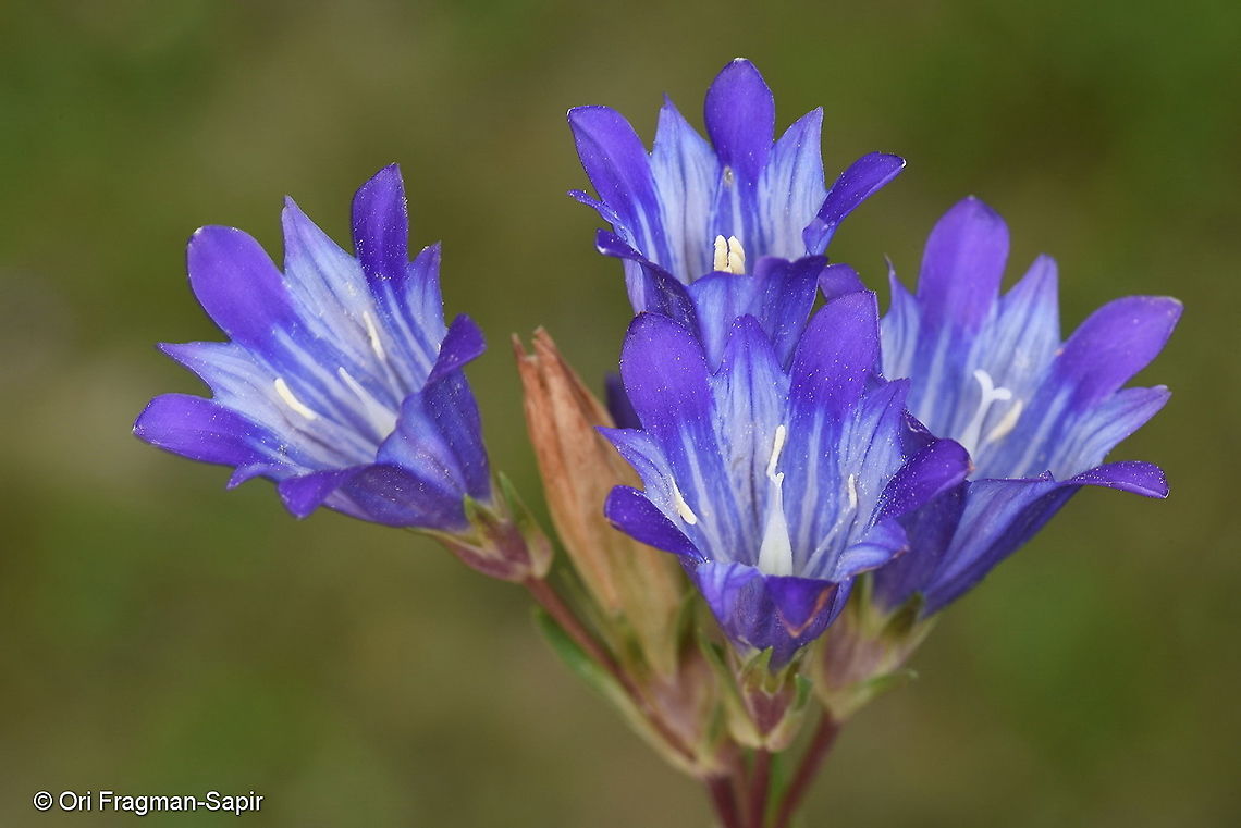 Gentiana olivieri Uzbekistan, SE of Samarkand Gentiana olivieri,Geotagged,Spring,Uzbekistan