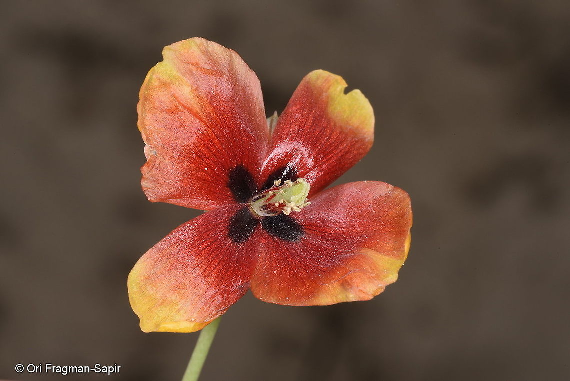 Glaucium elegans Uzbekistan, SE of Samarkand Geotagged,Glaucium elegans,Spring,Uzbekistan