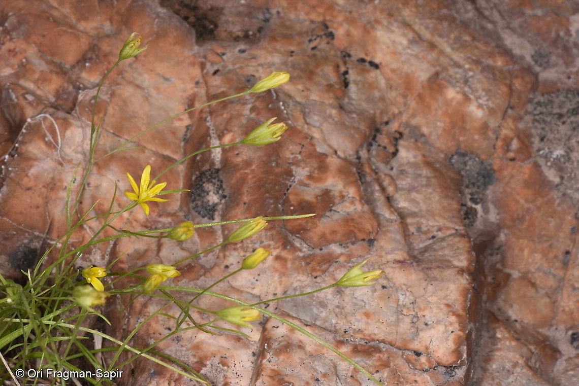 Gagea gageoides Tajikistan, Karatag Gagea gageoides,Geotagged,Spring,Tajikistan