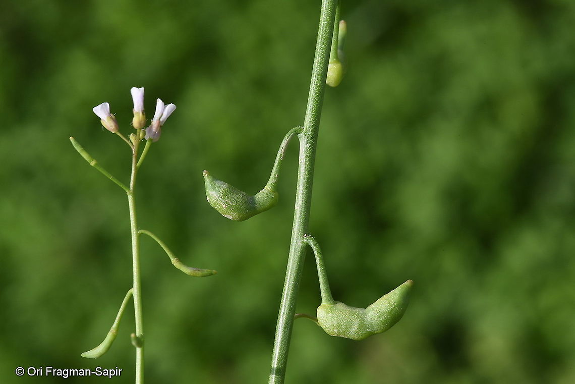 Goldbachia pendula Uzbekistan, SE of Samarkand Geotagged,Goldbachia pendula,Spring,Uzbekistan