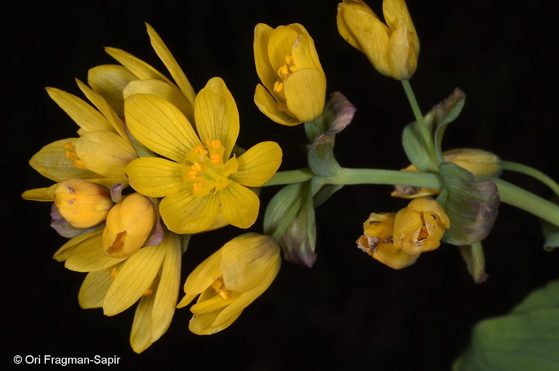 Gymnospermium alberti Tajikiatan, Deamalik Geotagged,Gymnospermium alberti,Gymnospermium albertii,Spring,Tajikistan