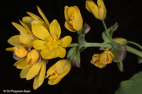 Gymnospermium alberti Tajikiatan, Deamalik Geotagged,Gymnospermium alberti,Gymnospermium albertii,Spring,Tajikistan
