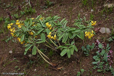 Gymnospermium albertii Tajikiatan, Deamalik Geotagged,Gymnospermium alberti,Gymnospermium albertii,Spring,Tajikistan