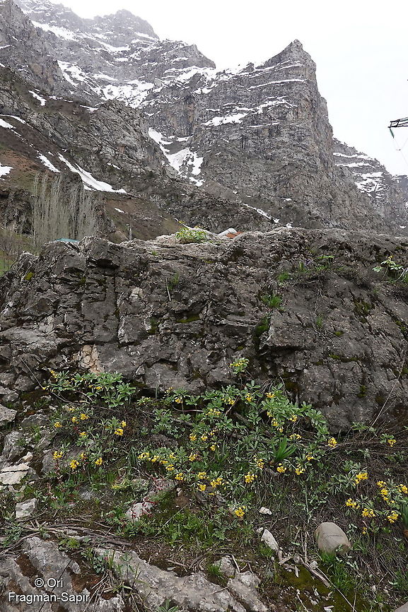 Gymnospermium albertii Tajikiatan, Anzob Pass - Varzob Gorge Geotagged,Gymnospermium alberti,Gymnospermium albertii,Spring,Tajikistan