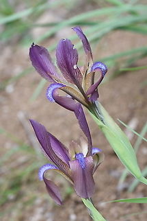 Iris lineata Tajikistan, Nurek Geotagged,Iris lineata,Spring,Tajikistan