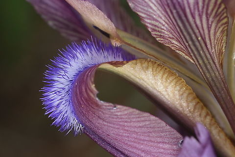 Iris lineata Tajikistan, Nurek Geotagged,Iris lineata,Spring,Tajikistan