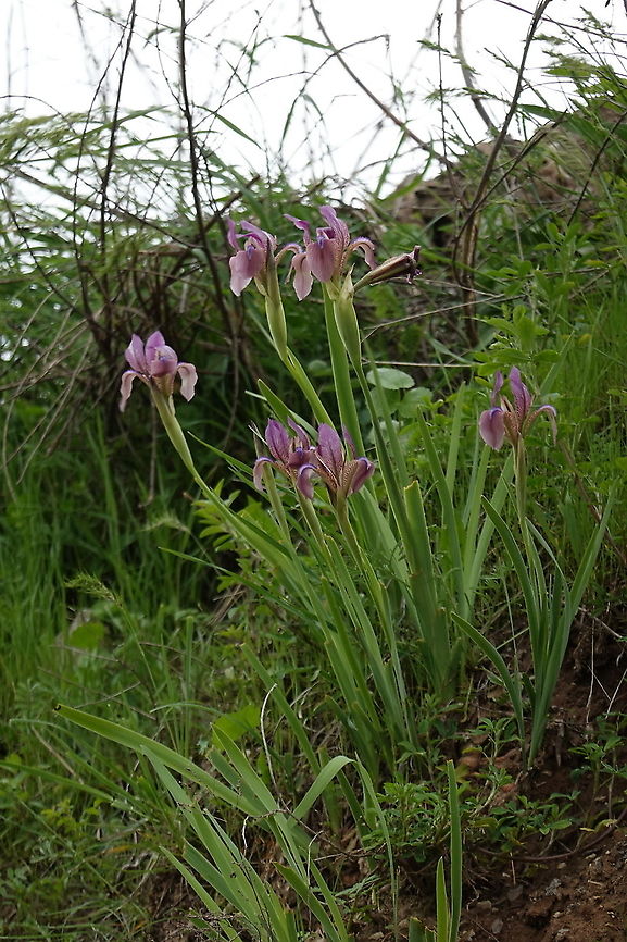 Iris lineata Tajikistan, Nurek Geotagged,Iris lineata,Spring,Tajikistan