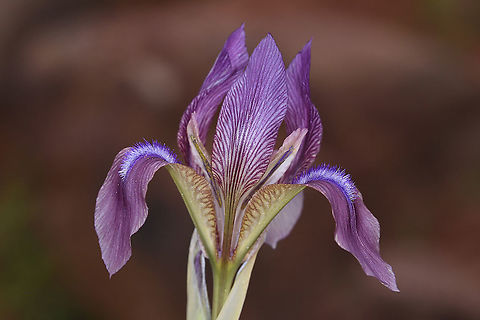 Iris lineata Tajikistan, Nurek Geotagged,Iris lineata,Spring,Tajikistan