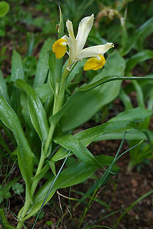 Iris bucharica Tajikistan, Karatag Geotagged,Iris bucharica,Spring,Tajikistan