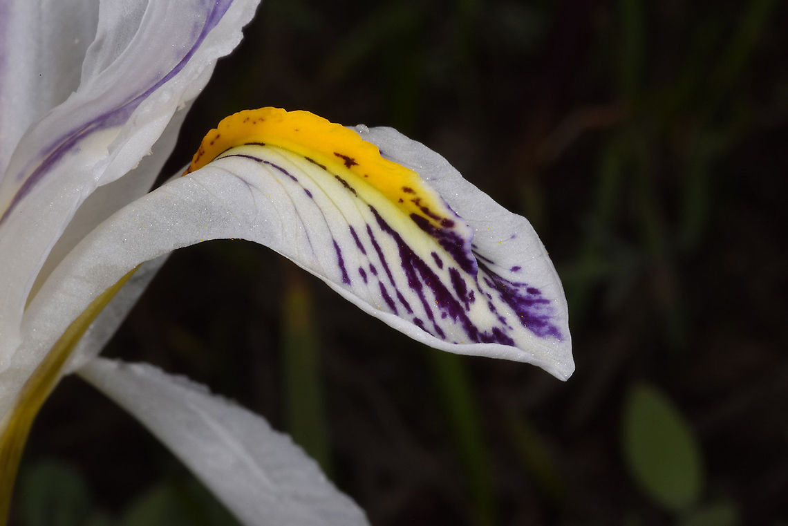 Iris nicolai Tajikistan, Varzob Gorge Geotagged,Iris nicolai,Spring,Tajikistan