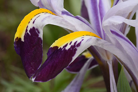 Iris nicolai Tajikistan, Varzob Gorge Geotagged,Iris nicolai,Spring,Tajikistan