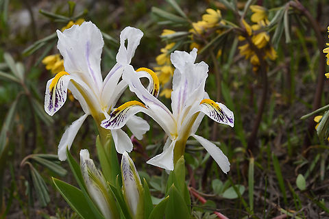 Iris nicolai Tajikistan, Varzob Gorge Geotagged,Iris nicolai,Spring,Tajikistan