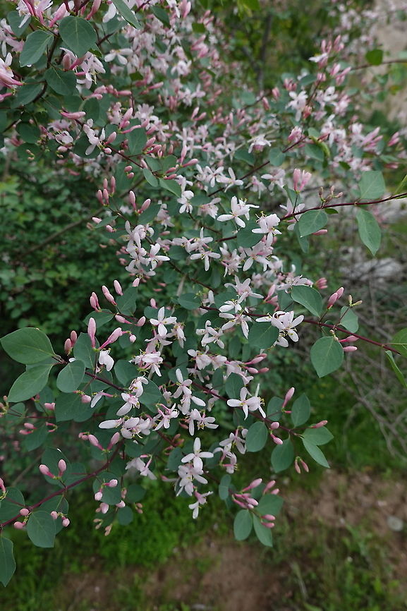 Lonicera tatarica Tajikiatan, Romit Geotagged,Lonicera tatarica,Spring,Tajikistan