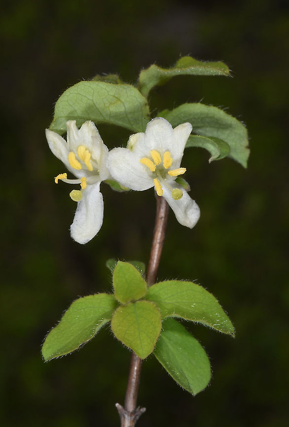 Lonicera zaravschanica Tajikistan, Anzob Pass Geotagged,Lonicera zaravschanica,Spring,Tajikistan
