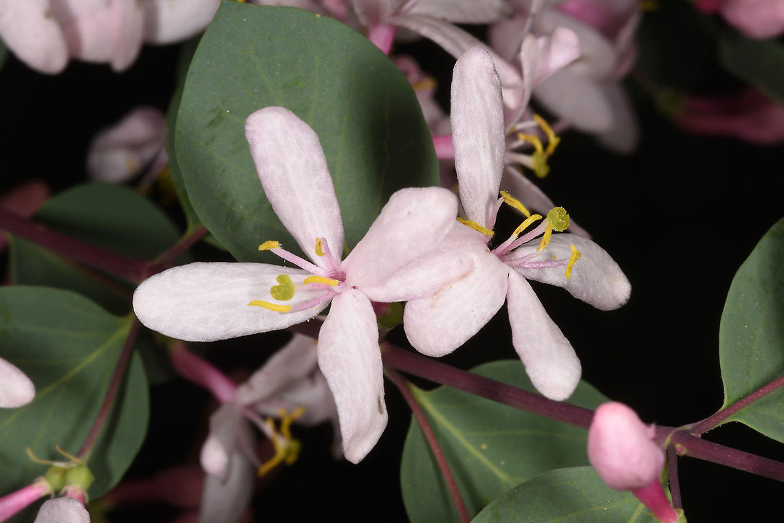 Lonicera tatarica Tajikiatan, Romit Geotagged,Lonicera tatarica,Spring,Tajikistan