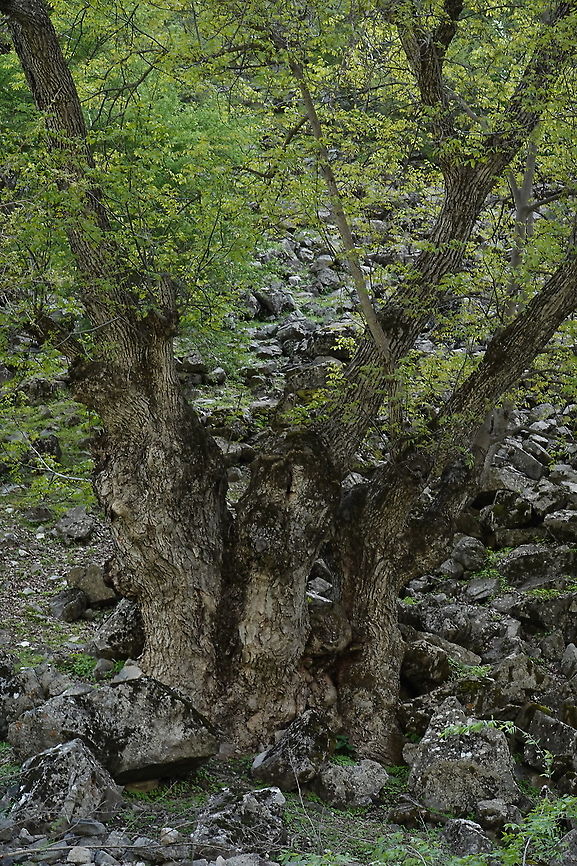 Juglans regia Tajikiatan, Romit Geotagged,Juglans regia,Persian walnut,Spring,Tajikistan