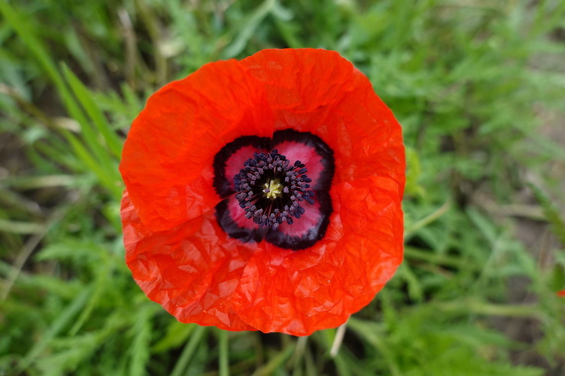 Papaver pavoninum Uzbekistan, Samarkand Geotagged,Papaver pavoninum,Spring,Uzbekistan