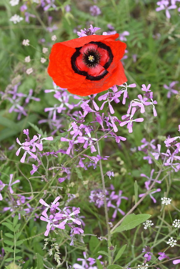 Papaver pavoninum Uzbekistan, SE of Samarkand Geotagged,Papaver pavoninum,Spring,Uzbekistan