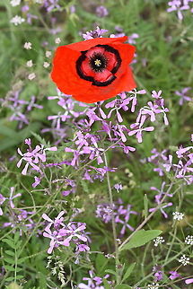 Papaver pavoninum Uzbekistan, SE of Samarkand Geotagged,Papaver pavoninum,Spring,Uzbekistan