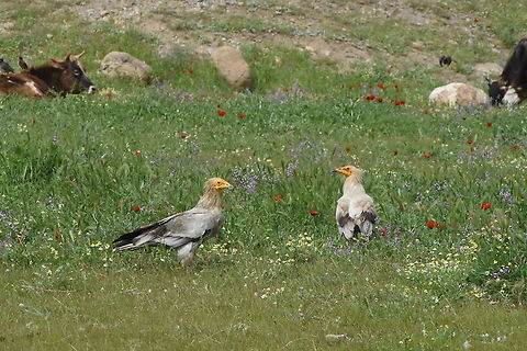 Neophron percnopterus Uzbekistan, SE of Samarkand Egyptian Vulture,Geotagged,Neophron percnopterus,Spring,Uzbekistan