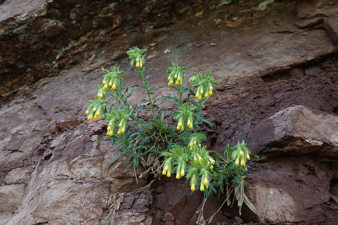 Onosma irritans Tajikistan, Karatag Geotagged,Onosma irritans,Spring,Tajikistan