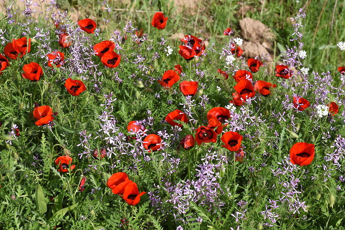 Papaver pavoninum Uzbekistan, SE of Samarkand Geotagged,Papaver pavoninum,Spring,Uzbekistan