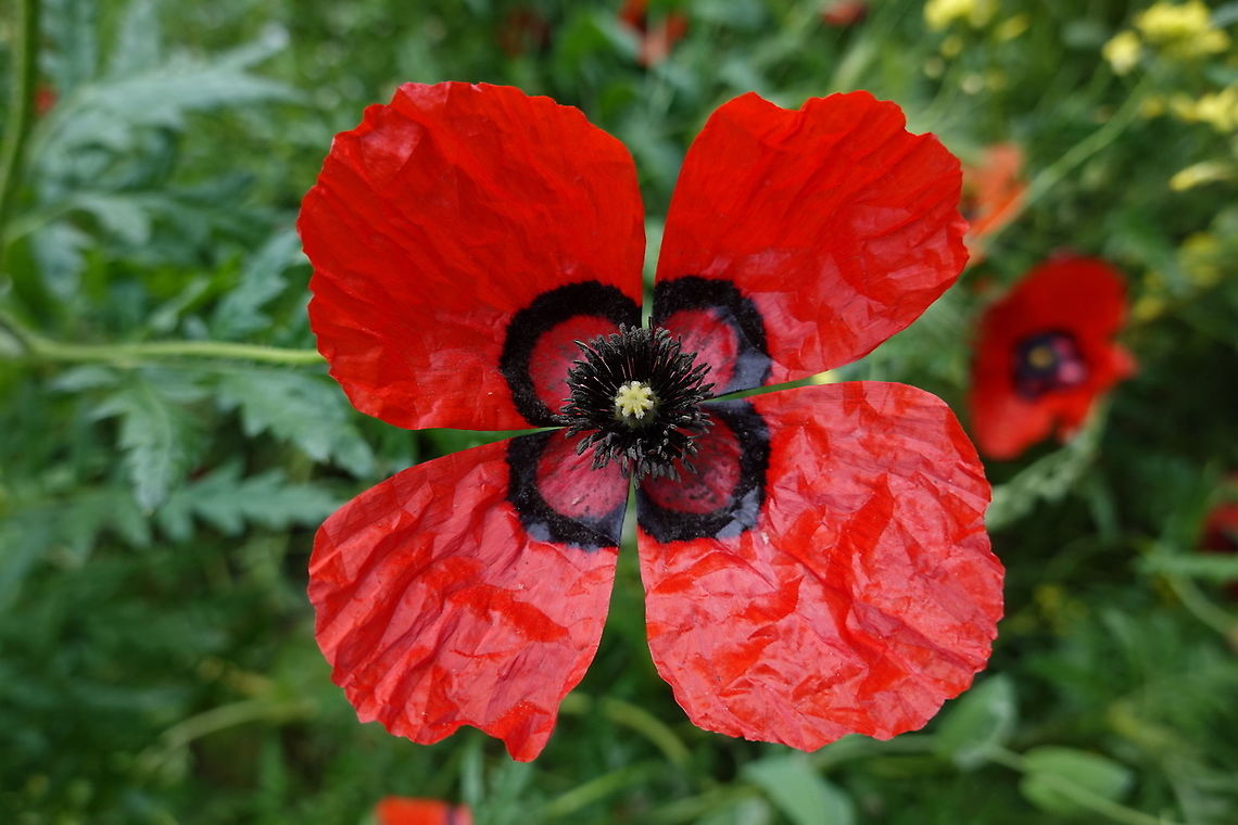 Papaver pavoninum Uzbekistan, Samarkand Geotagged,Papaver pavoninum,Spring,Uzbekistan