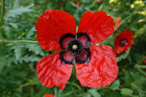 Papaver pavoninum Uzbekistan, Samarkand Geotagged,Papaver pavoninum,Spring,Uzbekistan