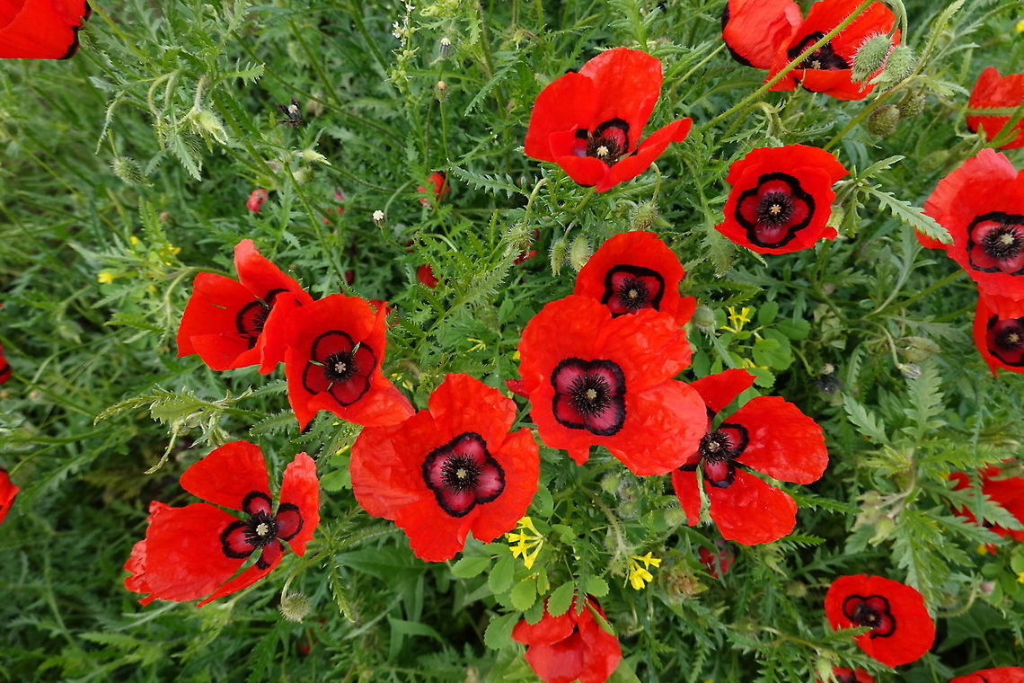 Papaver pavoninum Uzbekistan, Samarkand Geotagged,Papaver pavoninum,Spring,Uzbekistan