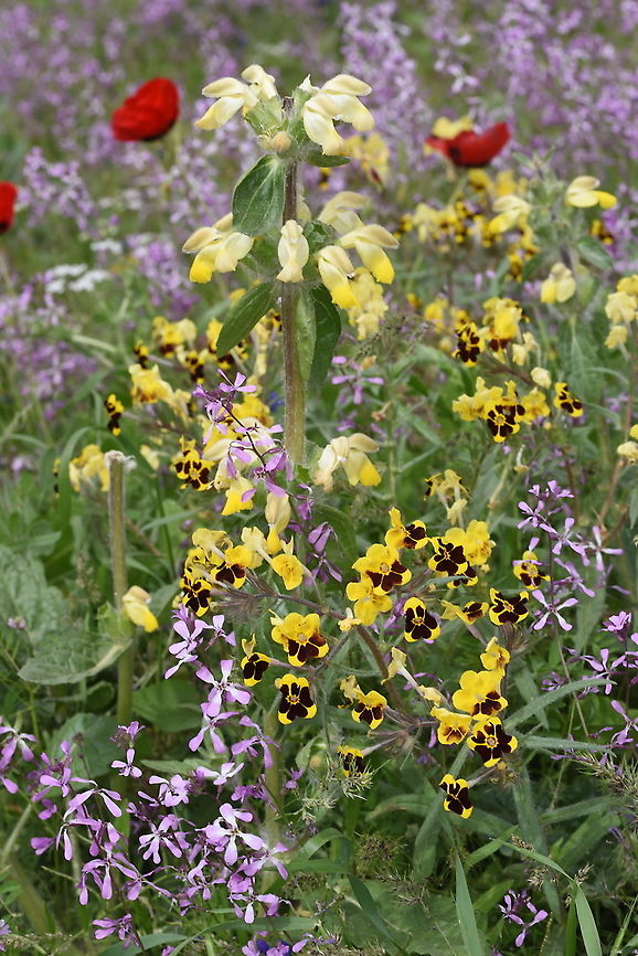 Phlomoides arctiifolia Uzbekistan, SE of Samarkand Geotagged,Phlomoides arctifolia,Phlomoides arctiiolia,Spring,Uzbekistan