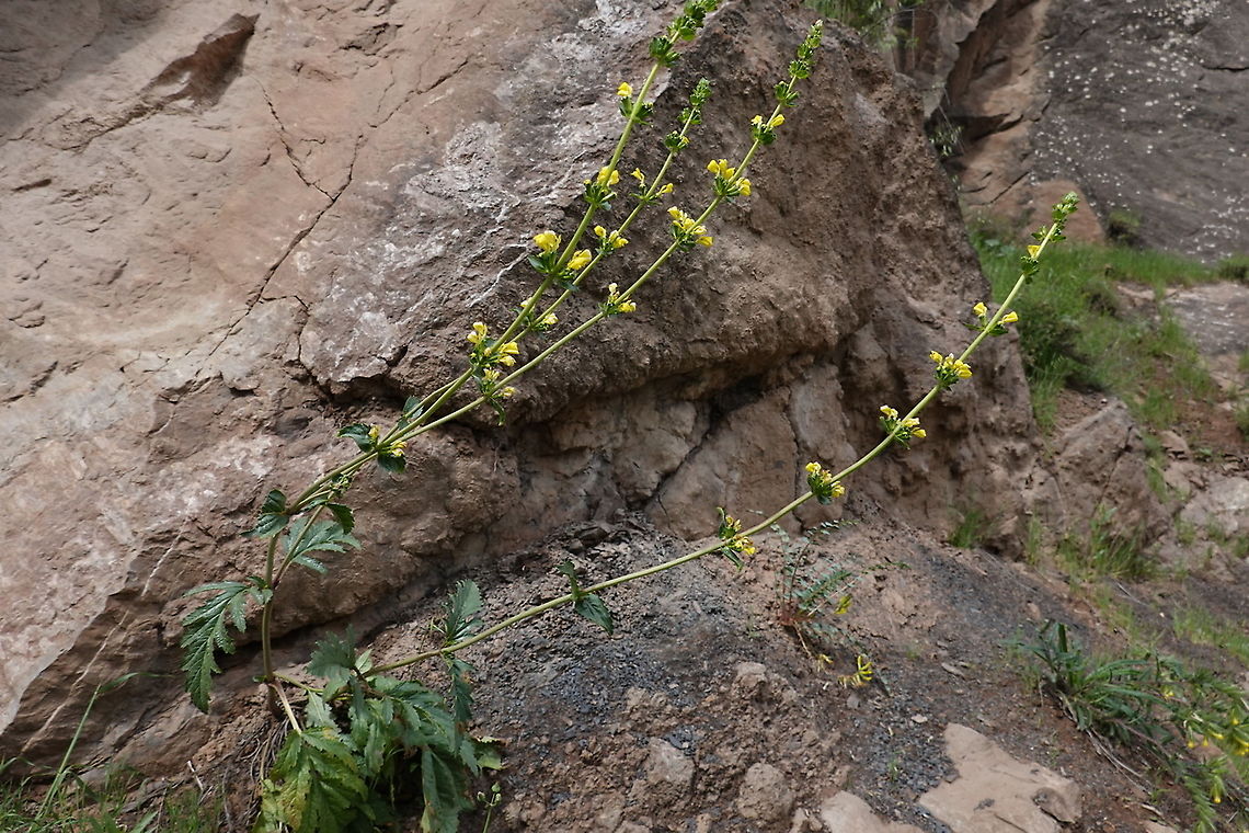 Phlomoides tadshikistanica Tajikistan, Nurek Geotagged,Phlomoides tadshikistanica,Spring,Tajikistan