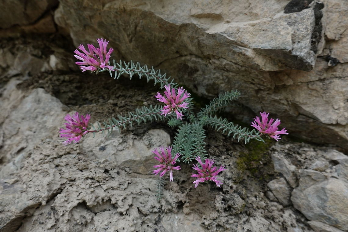 Pseudosedum fedtschenkoanum Tajikiatan, Romit Geotagged,Pseudosedum fedtschenkoanum,Spring,Tajikistan