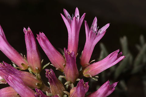 Pseudosedum fedtschenkoanum Tajikiatan, Romit Geotagged,Pseudosedum fedtschenkoanum,Spring,Tajikistan