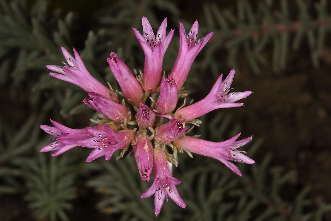 Pseudosedum fedtschenkoanum Tajikiatan, Romit Geotagged,Pseudosedum fedtschenkoanum,Spring,Tajikistan