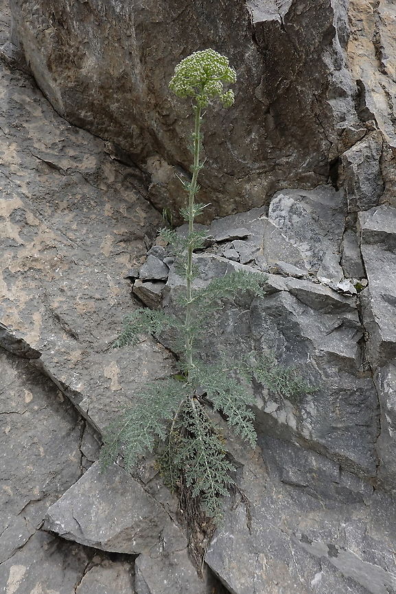 Polychrysum tadshikorum Tajikistan, Anzob Pass Geotagged,Polychrysum,Polychrysum tadshikorum,Spring,Tajikistan