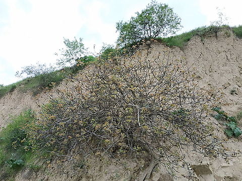 Pistacia vera  Geotagged,Pistachio,Pistacia vera,Spring,Tajikistan