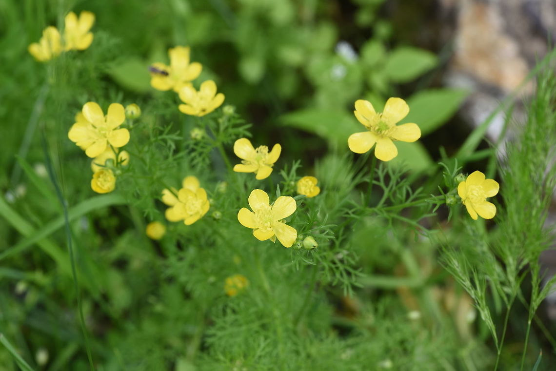 Ranunculus tenuilobus Tajikiatan, Romit Geotagged,Ranunculus tenuilobus,Spring,Tajikistan