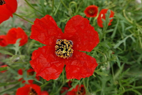 Roemeria refracta Uzbekistan, Samarkand Geotagged,Roemeria refracta,Spring,Uzbekistan