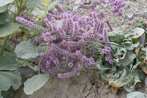 Psylliostachys suworowii Uzbekistan, SE of Samarkand Geotagged,Psylliostachys suworowii,Spring,Uzbekistan
